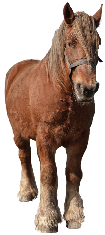 horse standing and facing forward