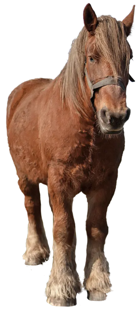 horse standing and facing forward