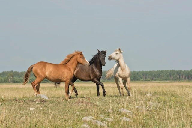 Three horses running across a grassy field