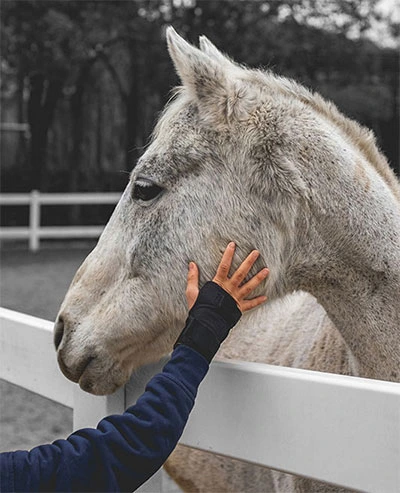 I want to buy a horse