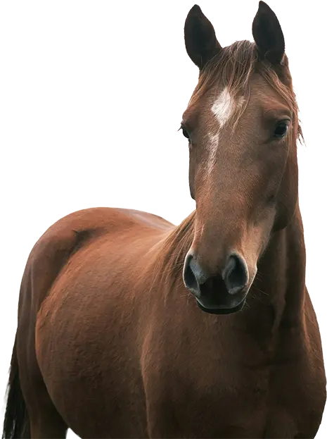 horse standing and facing forward