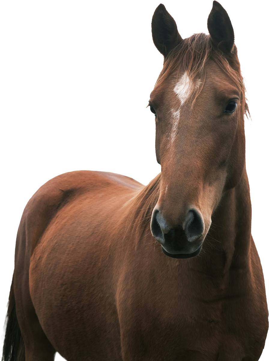 horse standing and facing forward