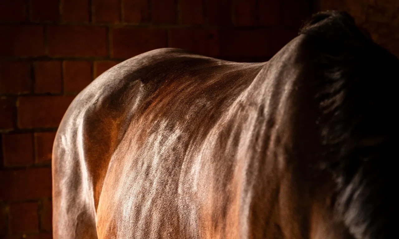 henning_w-horse-9864293_1920-v1