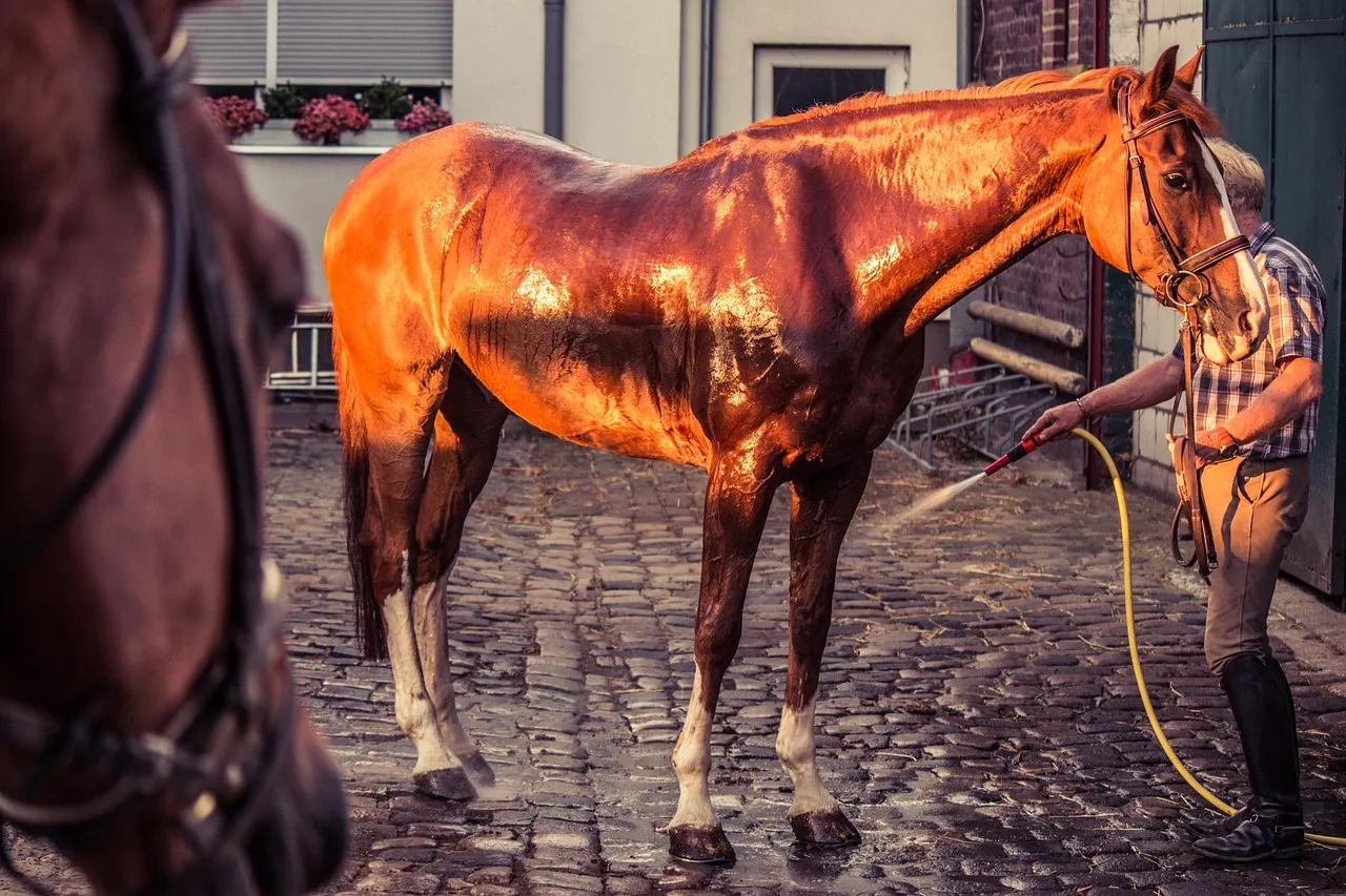 horse-1566824_1280