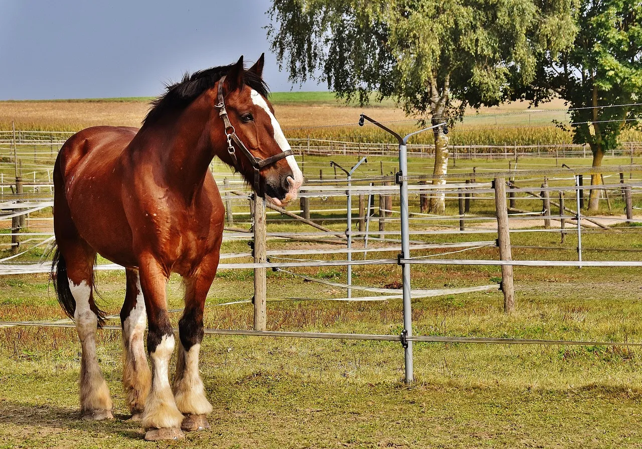shire-horse-1751803_1280