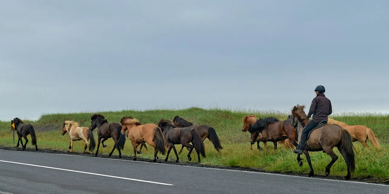 horses-6467581_1280